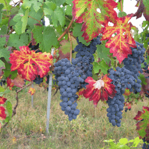 Vitis (Grapes)
