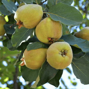 Vranja Quince: Fruit that Starts with V