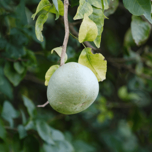 W Fruits - Wood Apple