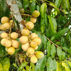 Wampee Clausena lansium