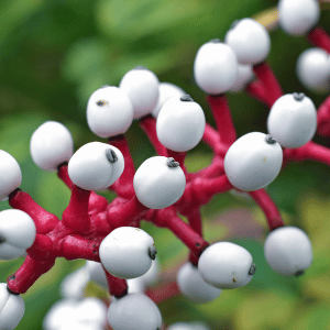 White Baneberry: Fruits that Begin with W