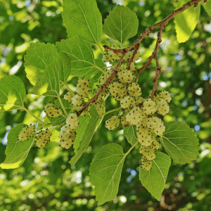 White Mulberry - 31 Fruits that Begin with W