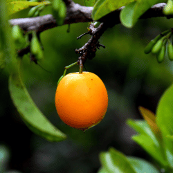 Ximenia: 17+ Fruit that Starts with X
