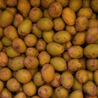 What Fruit Starts with Y - Yellow Mombin (Hog Plum)