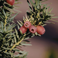 Fruits from Y - Yew Berry