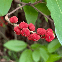 Yunnan Hackberry - Fruits Begins with Y