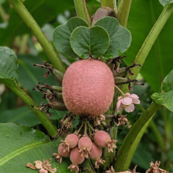 Pink Kiwi Fruit