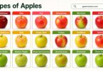 50 Different Types of Apples and Pictures with Properties