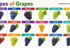 77 Different Types of Grapes and their Names with Pictures