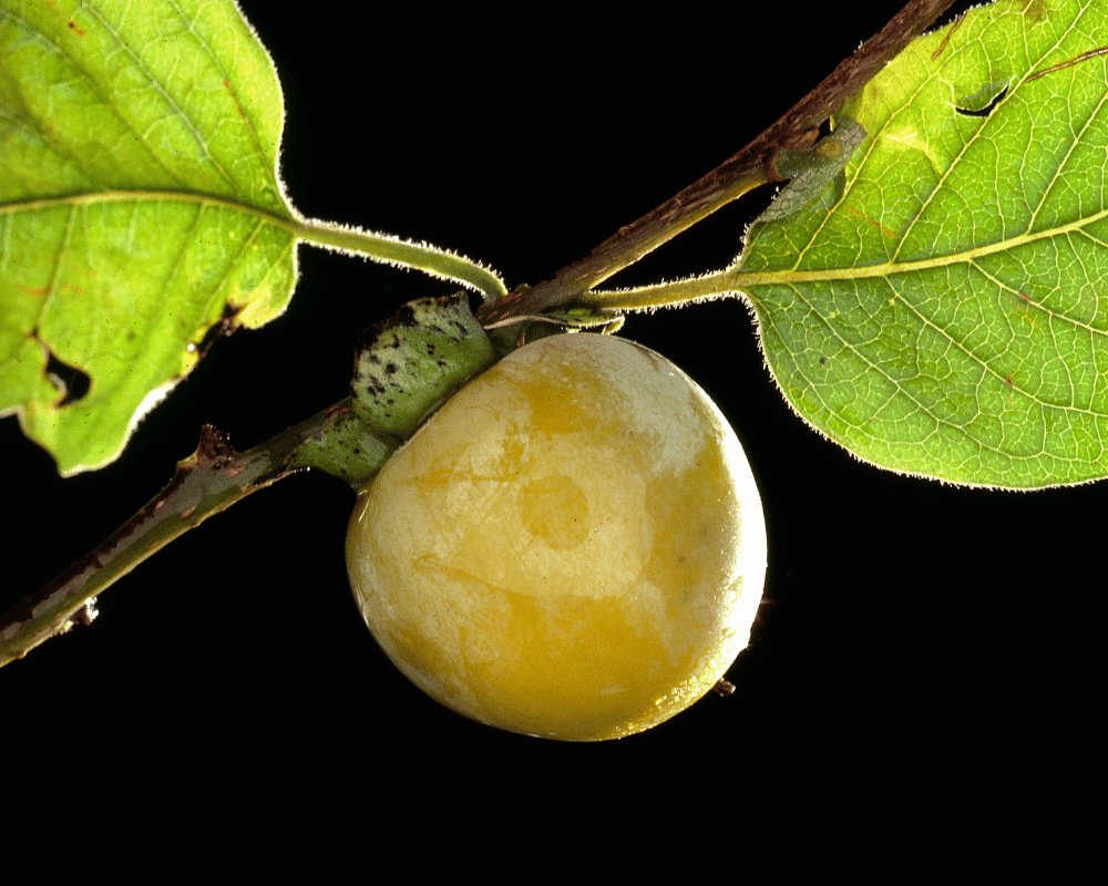 American Persimmon: Types of Persimmon