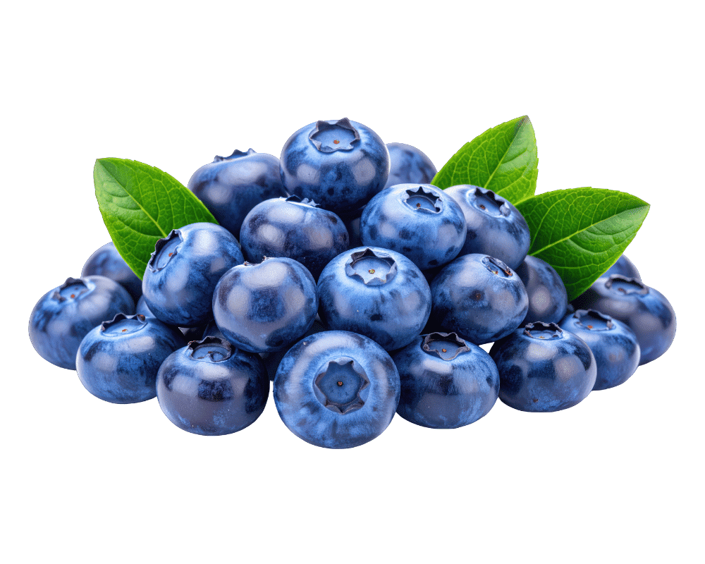 Blueberry as the leading American national symbol
