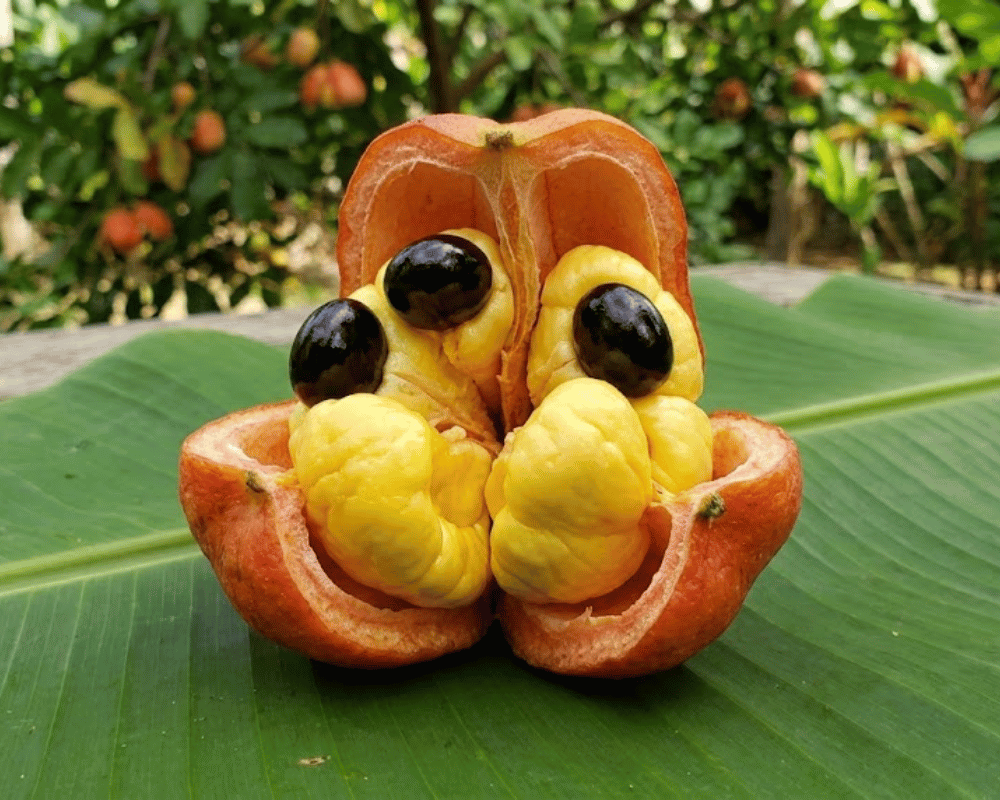 Butter Ackee - National Fruit of Jamaica