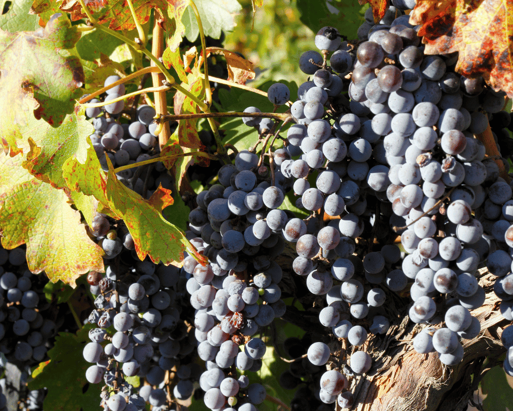Cabernet Sauvignon - Wine Grapes Names