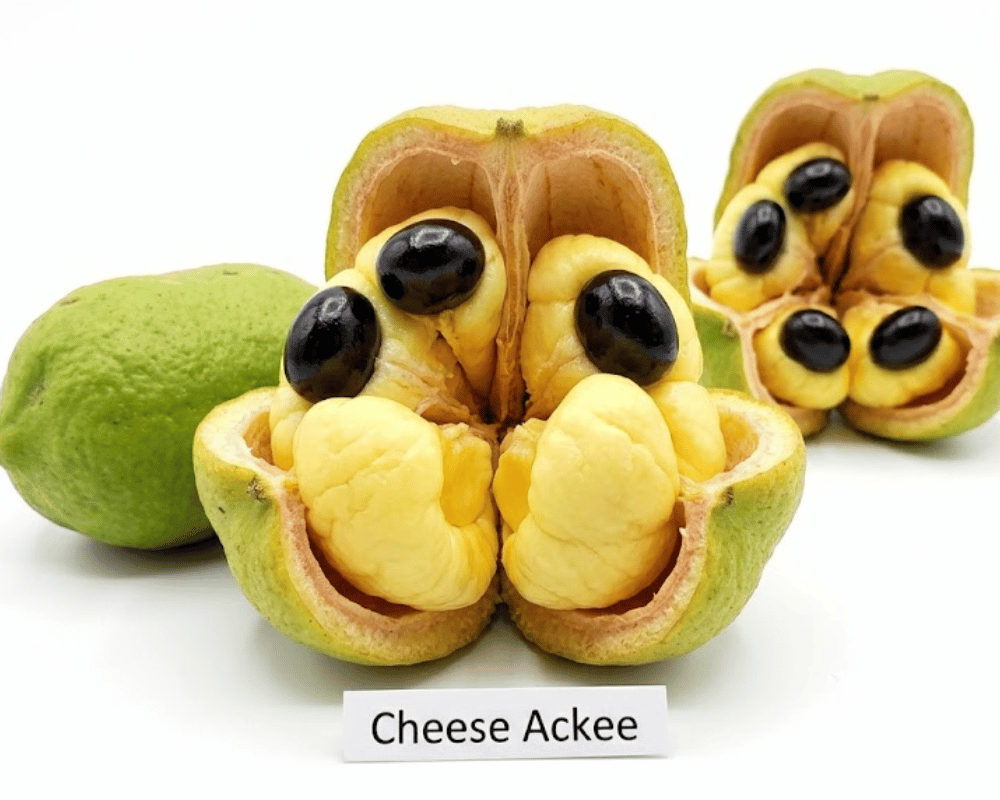 Cheese Ackee