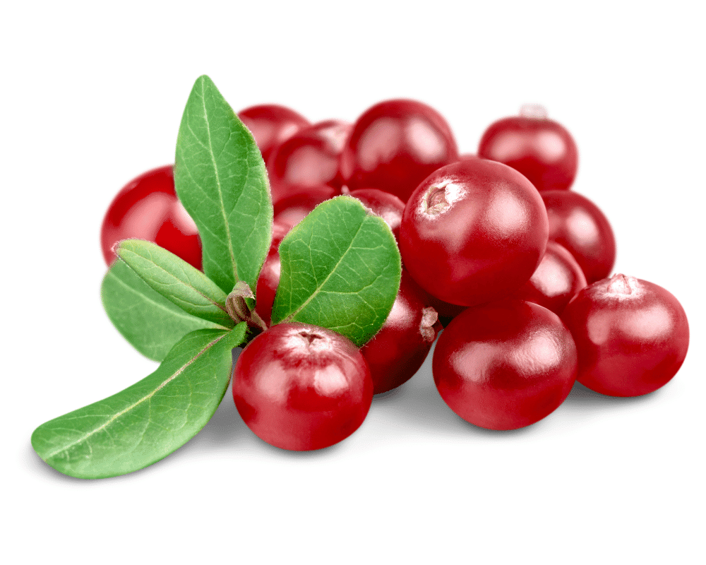 National Fruit of USA: Cranberry and its regional importance