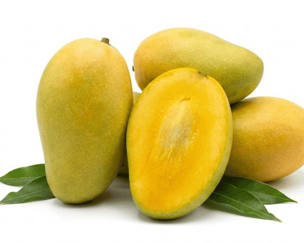 Dasheri Mango (Mangifera indica ‘Dasheri’)