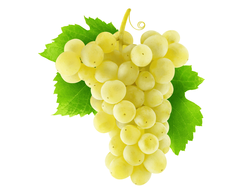 Different Types of Grapes: Thompson Seedless