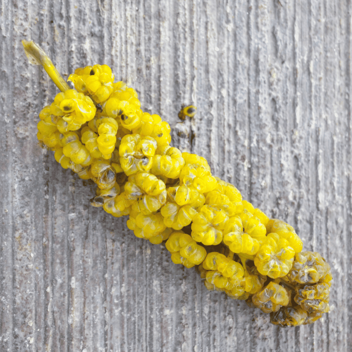 Fruit that Start with U - Umbra Fruit