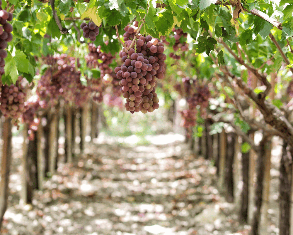 Italia Grape - Names of Grapes with Pictures