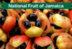 Jamaica National Fruit: Ackee Meaning, Uses, and Safety Guide