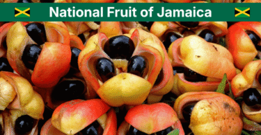 Jamaica National Fruit: Ackee Meaning, Uses, and Safety Guide