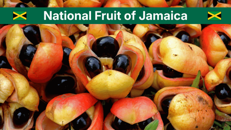 Jamaica National Fruit: Ackee Meaning, Uses, and Safety Guide