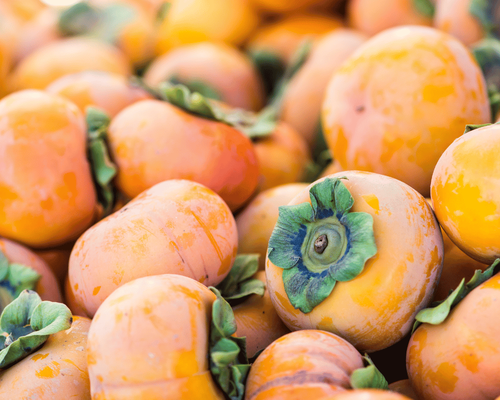 Japan National Fruit - Jiro Persimmon