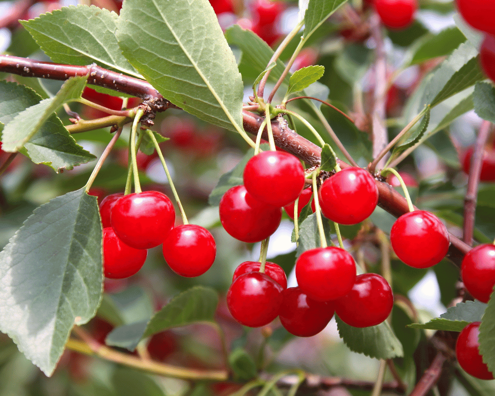 Montmorency Cherry and Aspects: A Type of Tart Cherries
