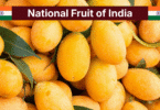 National Fruit of India – Mango Facts, 40+ Types with Pictures