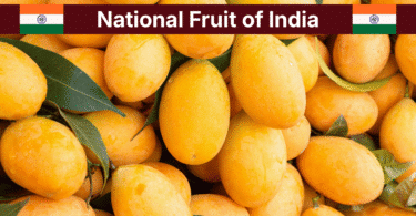 National Fruit of India – Mango Facts, 40+ Types with Pictures