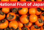 National Fruit of Japan Persimmon: 7 Types, Facts and Pictures