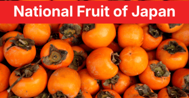 National Fruit of Japan Persimmon: 7 Types, Facts and Pictures