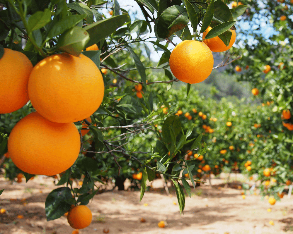 Orange production and agricultural identity