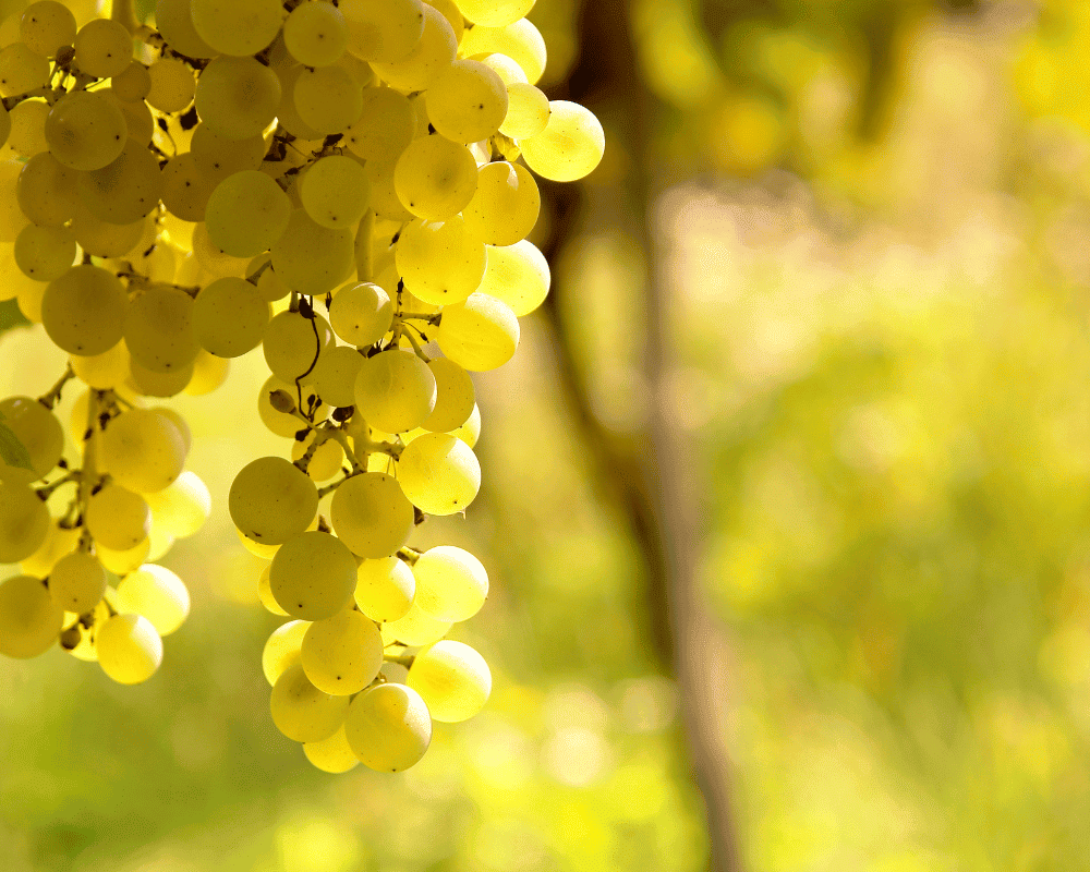 Sauvignon Blanc: A Type of White Wine Grape