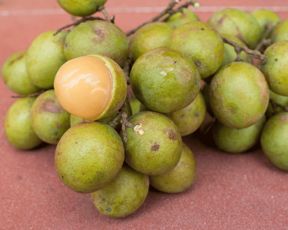 Spanish Limes / Mamoncillo