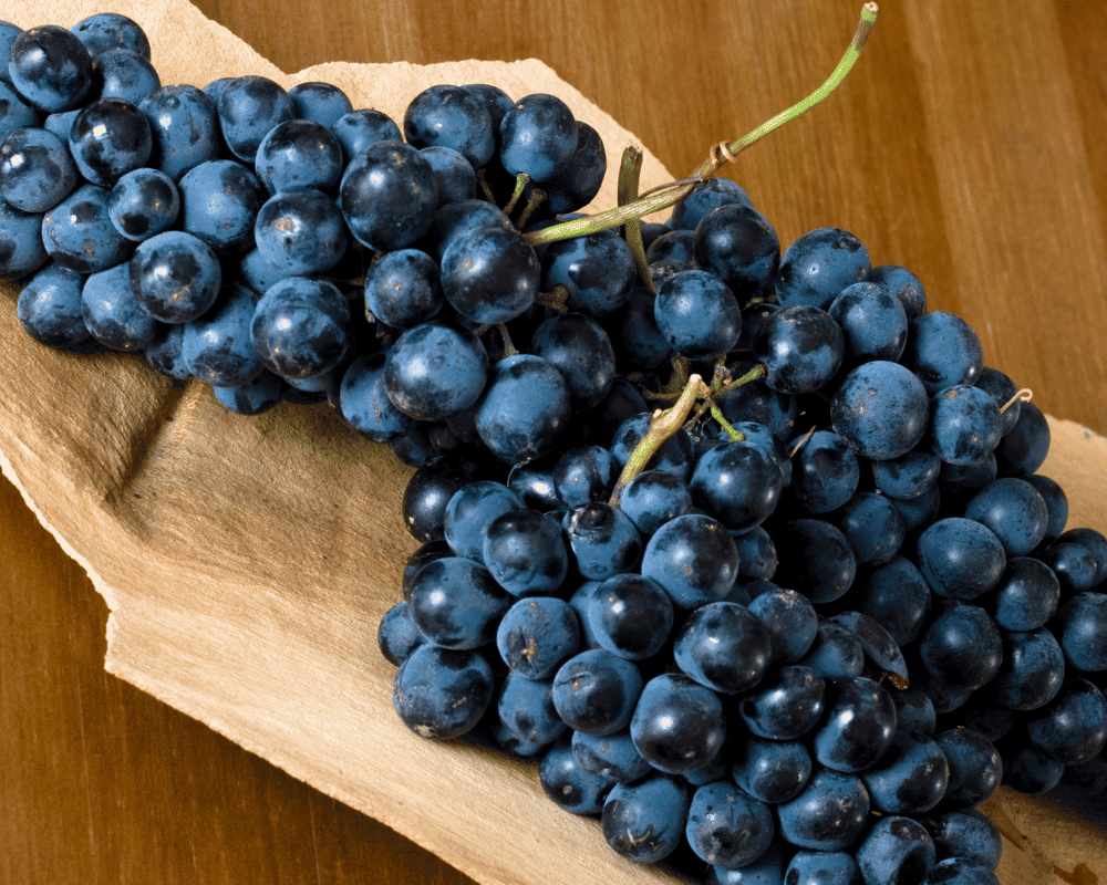 Syrah (Shiraz) - Varieties of Wine Grapes