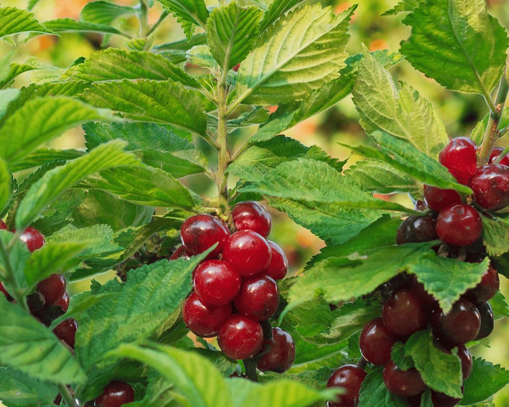 Top Dwarf and Home Orchard Cherry Types