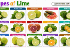 Types of Limes with Pictures: 15 Lime Varieties with Names & Uses