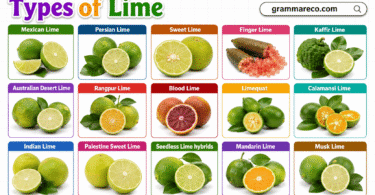 Types of Limes with Pictures: 15 Lime Varieties with Names & Uses