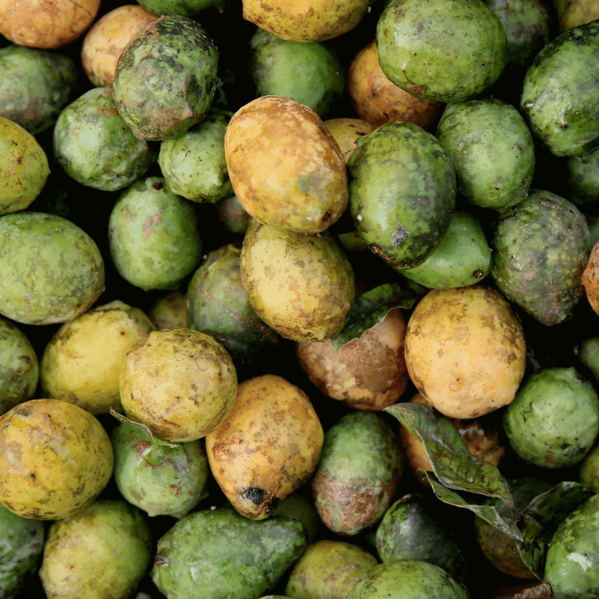 Umbu - Fruit that Start with U