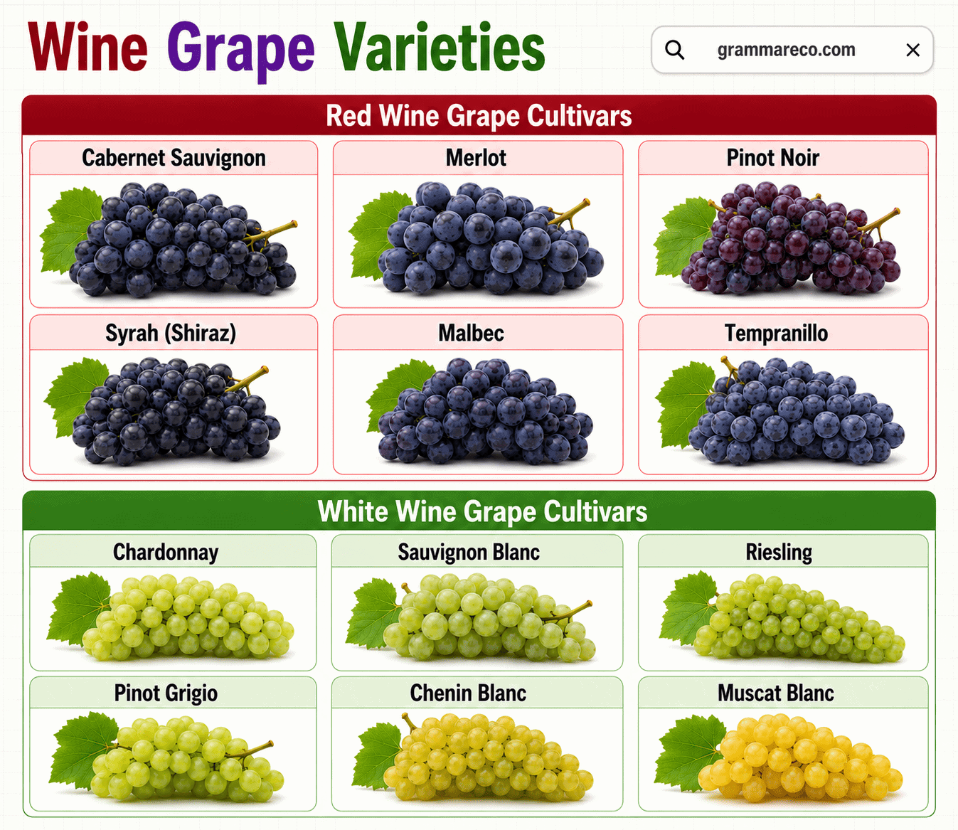 Varieties of Wine Grapes: Red Wine and White Wine Grapes