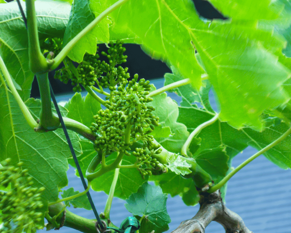 Victoria Grape - Names of Grapes with Pictures