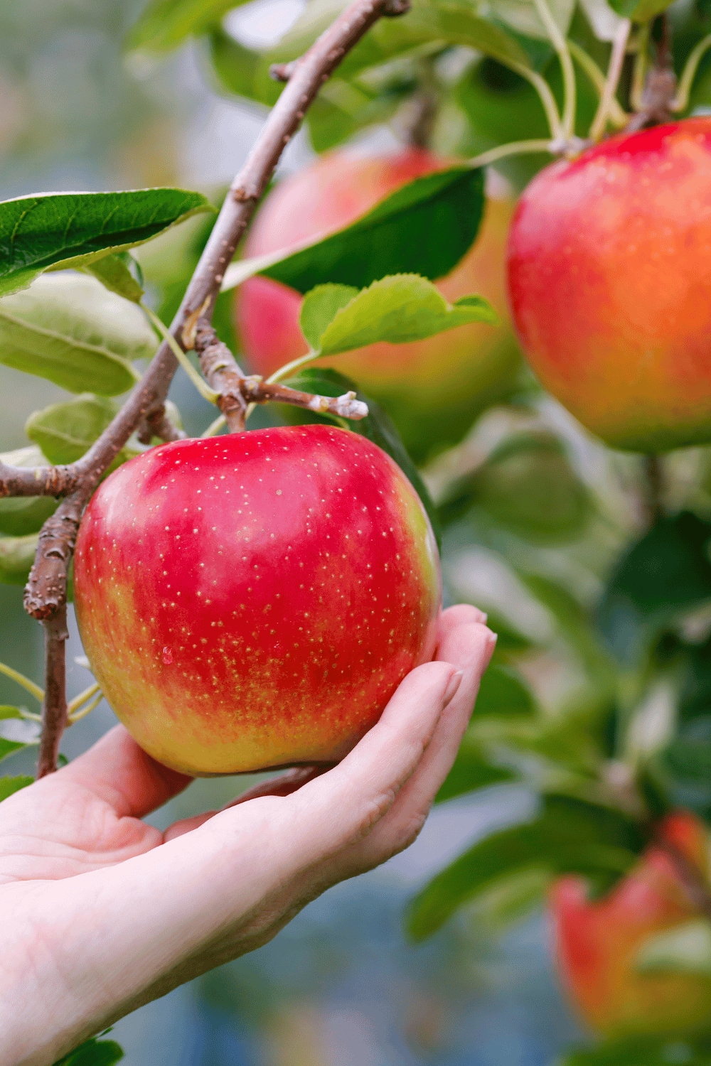 What is the National fruit of USA with Name and Pictures