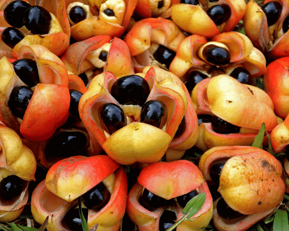 What is the national fruit of Jamaica with Pictures