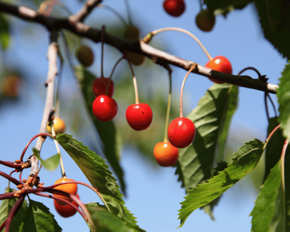 Wild Cherry Species Found in Natural Forests
