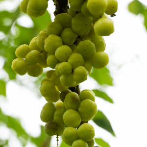 Malay Gooseberry - List of Fruit Beginning with M with Pictures