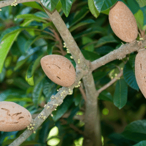 Mamey sapote - List of Fruits Beginning with M with Pictures