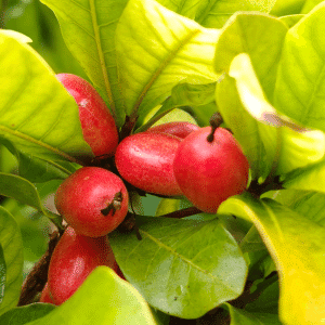 Miracle Fruit - List of Fruits Beginning with M with Pictures