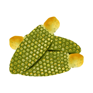 Monstera Deliciosa - List of Fruits Beginning with M with Pictures