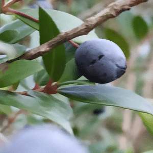 Myrtle Fruit - List of Fruit Beginning with M with Pictures